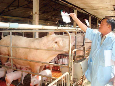 Nhiều tiềm năng cho sản phẩm VietGAP