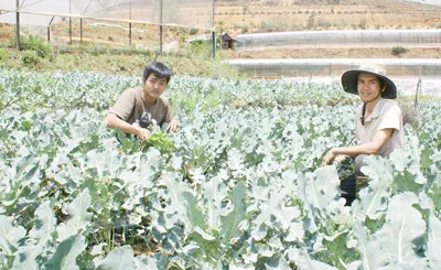 Cử nhân lên núi trồng rau