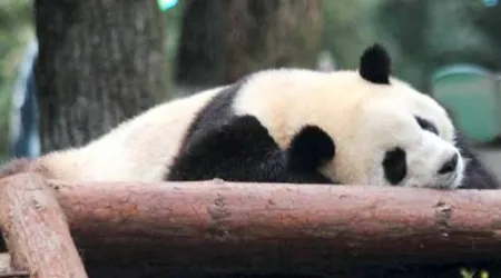 Gấu Panda ở Trung Quốc sẽ… thất nghiệp.