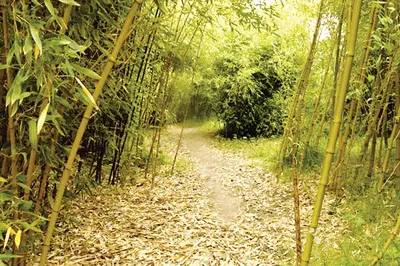 Thương nhớ Trà Long