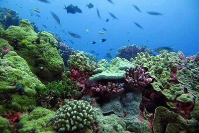 Mỹ công bố kế hoạch lập khu bảo tồn biển lớn nhất thế giới ở Thái Bình Dương