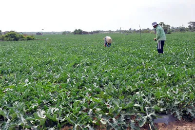 “Biển hát” Gò Công