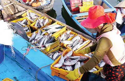 Trung chuyển cá từ tàu lên bằng ghe nhỏ.