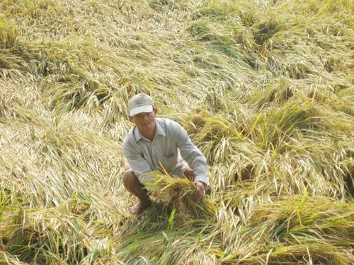 ĐBSCL: Mưa dầm ảnh hưởng lúa hè thu