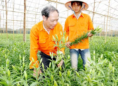 Vua lily trên đỉnh núi Bà