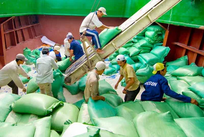 Gạo Vĩnh Long được đưa lên tàu xuất khẩu. Ảnh: VINH HIỂN