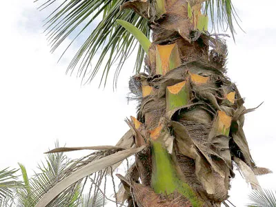 Chặt bán tàu dừa ven sông Nhật Lệ