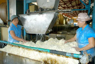 Cao su đang “co” giá