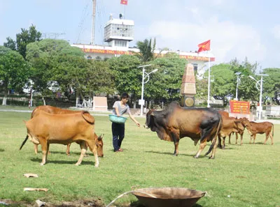 Tiếp sức Trường Sa - Bài 2: Nuôi bò và trồng cỏ