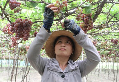 Farmer harvests grapes (Photo:SGGP)