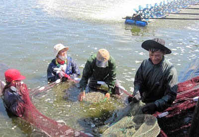 Breeders in Thua Thien - Hue harvest white-legged shrimps (Photo: SGGP)