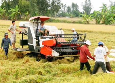 Farmers harvest summer autumn rice in the Mekong Delta (Photo: SGGP)