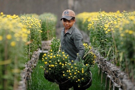 According to a representative of Mekong Economics (MKE), a leading economic consulting company in the Greater Mekong sub-region, finance from the World Bank created a large investment of the whole society for the agriculture sector in Viet Nam (Photo: VNA/VNS)
