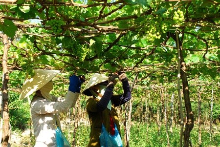 Farmers harvest grapes in the central province of Ninh Thuan. The province wants to become the largest grape cultivation area in the country. — VNA/VNS Photo Cong Thu