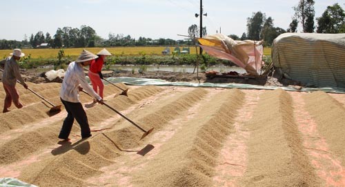 Farmers enjoy bumper crop and good prices of summer autumn rice in the Mekong Delta (Photo: SGGP)