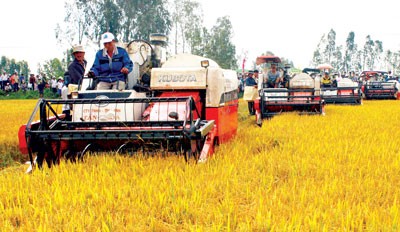 The Mekong Delta is amid harvest time of the summer autumn rice crop (Photo: SGGP)