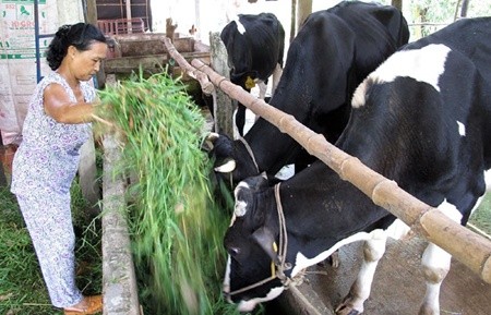 A farmer in HCM City's Cu Chi District feeds her dairy cows. The combination of industrial farms and household breeding could help Viet Nam to overcome a shortage of arable grassland for cattle. — VNA/VNS Photo The Anh
