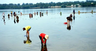Ngọt ngào hàu Sa Huỳnh