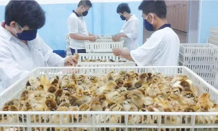 Gà con giống 1 ngày tuổi đựợc kiểm tra trước khi đưa ra thị trường