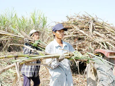 Tiếp cận giá mía khu vực
