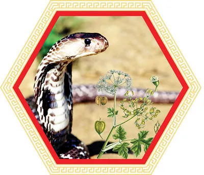 Rắn hổ mang – Bài thuốc chữa khớp danh bất hư truyền