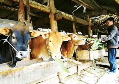 Domestic breeding might face with difficulties due to increasing beef imports (Photo: SGGP)