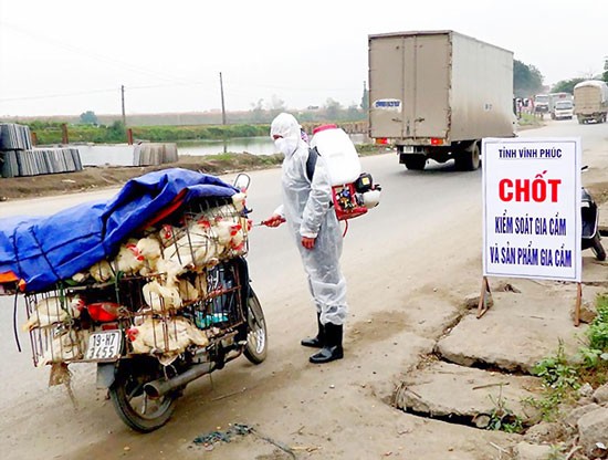 A poultry check station in the Northern province of Vinh Phuc (Photo: SGGP)