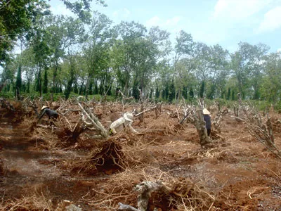 Thiếu vốn tái canh cà phê