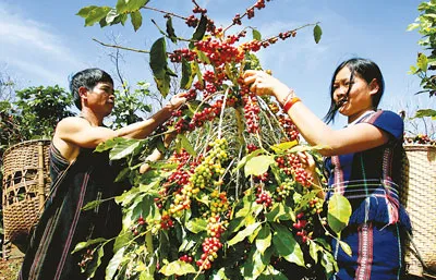 Thu hoạch cà phê ở Lâm Đồng. Ảnh: T.L