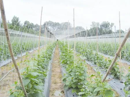 Lưới cước dùng trong nông nghiệp