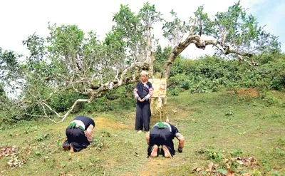 Hàng năm, vào mùa xuân, người Mông ở Suối Giàng làm lễ cúng trà tổ, để mong ước một năm làm trà bội thu.