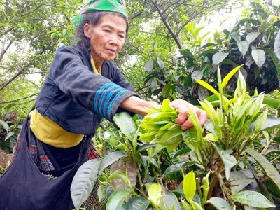 Trà Việt - Từ văn hóa đến kinh doanh