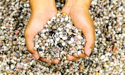 Mẹ ơi, nhớ mua ốc ruốc!