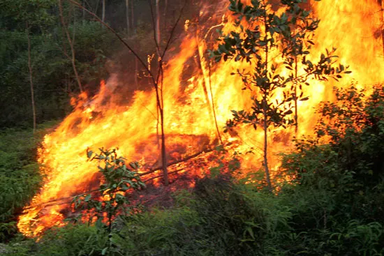 Nghệ An: Liên tiếp xảy ra cháy rừng thông