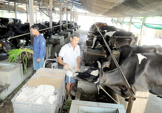 Nông thôn mới TPHCM và cột mốc 30-4-2015