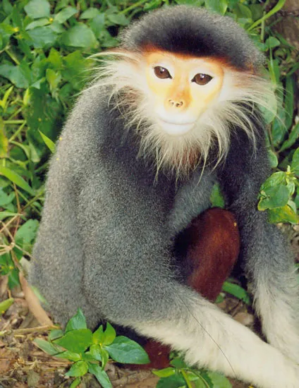 12 cá thể voọc chà vá chân nâu bị giết