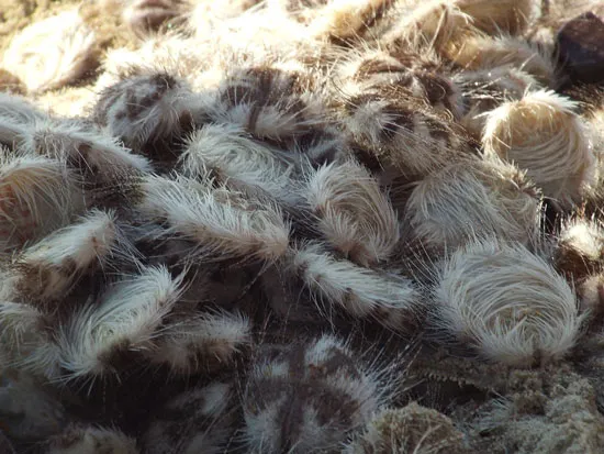 Cầu gai cát “tấn công” biển Nha Trang