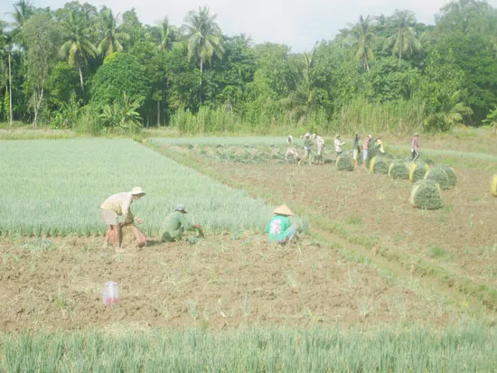 ĐBSCL: Hành lá mùa lũ “sốt” giá