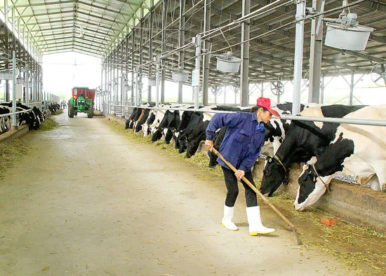 Nuôi bò sữa công nghệ cao