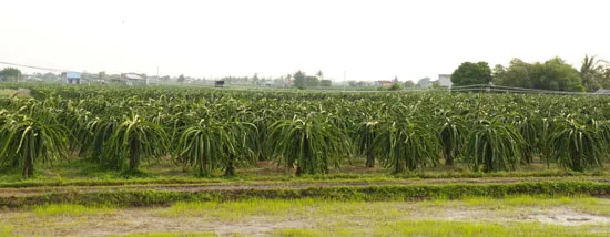 Holcim bàn giao dự án Thùng rác sinh học tại Bình Thuận ảnh 1