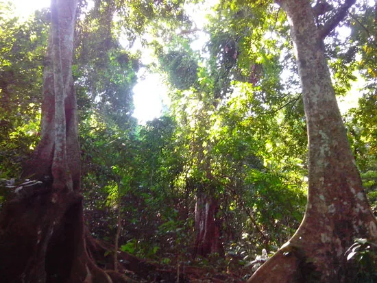 Quảng Bình: Một thôn giữ được 50ha rừng nguyên sinh