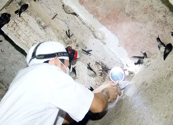 Những tín hiệu không hay trên thị trường yến Việt