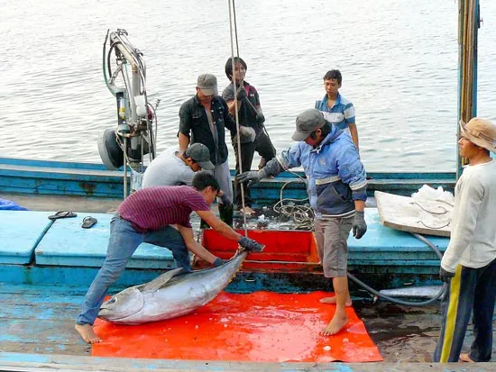 Chuyện ngư dân “cổ phần”