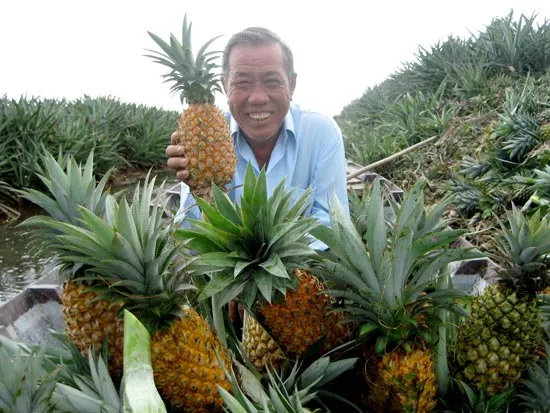 Khóm Cầu Đúc trúng đậm trong vụ nghịch