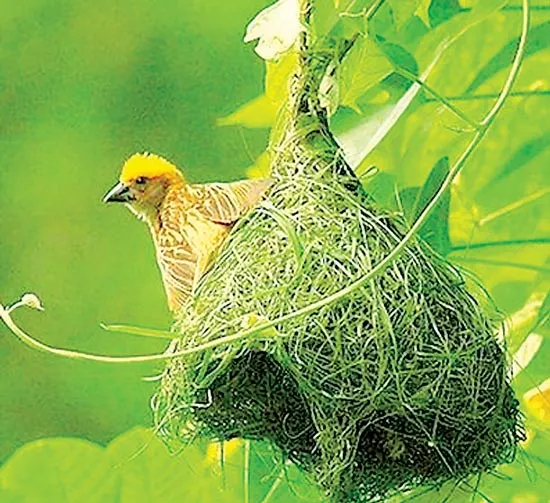 Mùa chim dồng dộc làm tổ