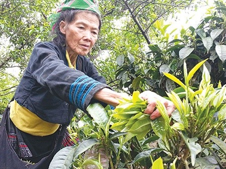 Picking time: A H'Mong ethnic woman in Son La Province's Ta Sua Commune picks young buds from hundred-year-old shan tuyet tea trees. The rare variety is grown in Yen Bai, Son La, Ha Giang, Cao Bang, Dien Bien and Hoa Binh provinces. — VNS Photo Pham Vu Khanh