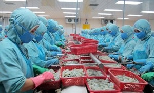 Processing shrimp for export (Photo: VNA)