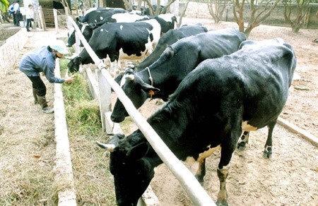 A flock of dairy cows owned by a family in Binh Khe Commune in the northern province of Quang Ninh's Dong Trieu District. Sustainable family farming will help reduce hunger, according to UN experts. — VNA/VNS Photo Nguyen Dan