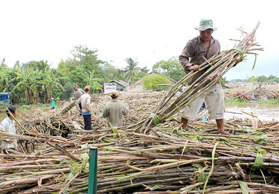 Farmers harvest sugarcanes in the Mekong Delta (Photo: SGGP)