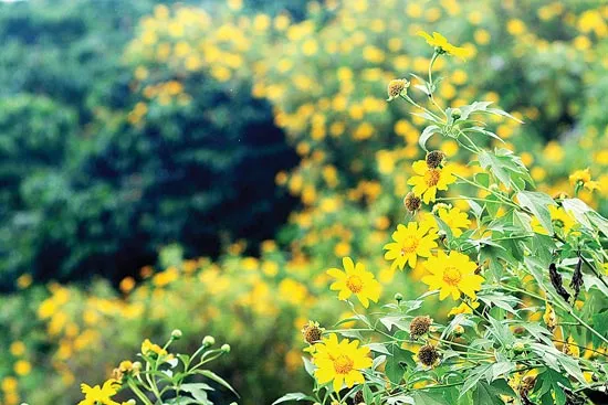 Đón mùa dã quỳ Đà Lạt